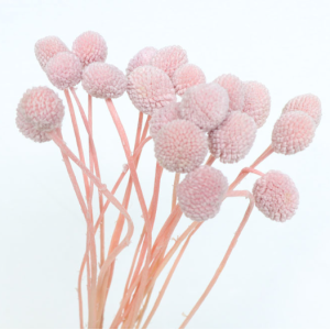 Pink Preserved Billy Button | 30 Stems